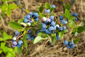 A close up horizontal image of ripe and unripe blueberries growing in the garden.