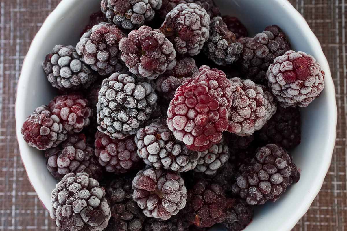 A close up horizontal image of a white bowl filled with frozen berries.