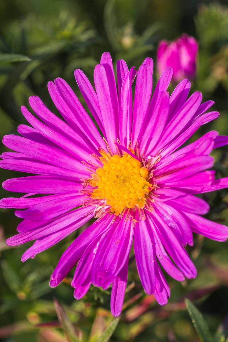 A close up vertical image of a pink  Symphyotrichum dumosum flower pictured on a soft focus background.