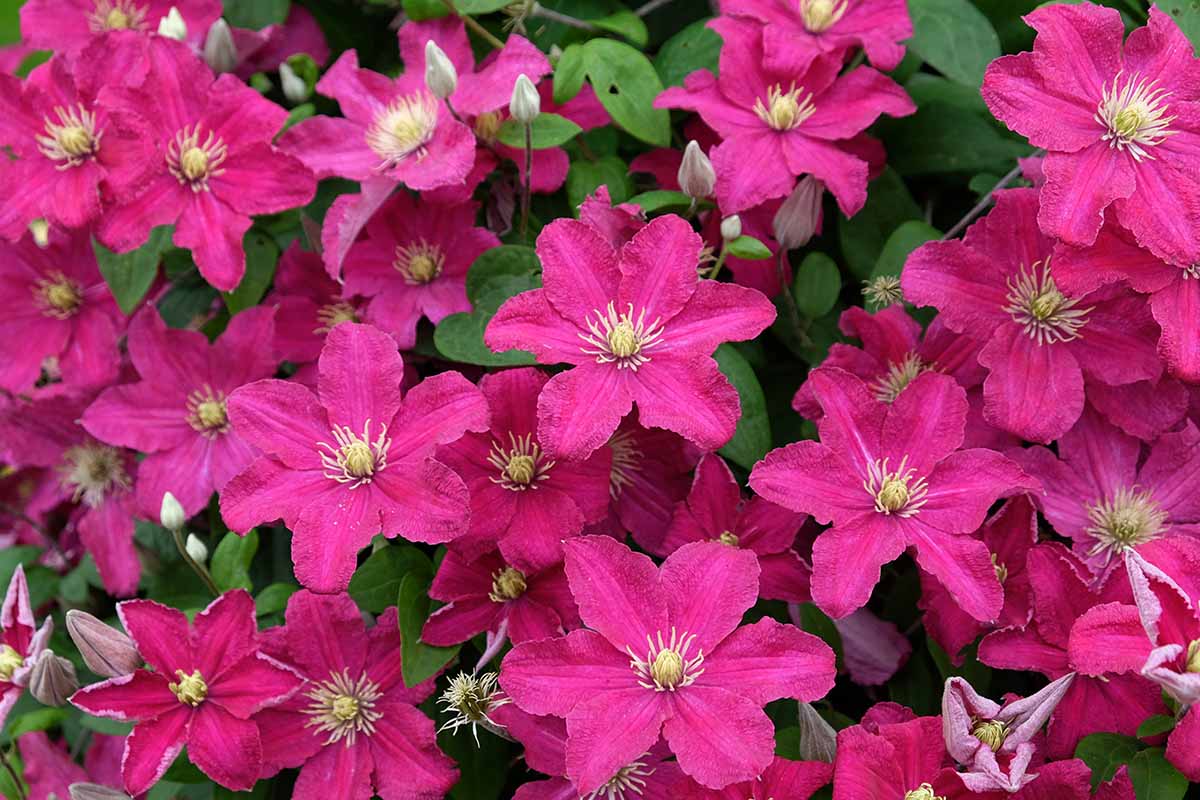 A close up horizontal image of bright pink 'Barbara Hamilton' clematis flowers growing in the garden.