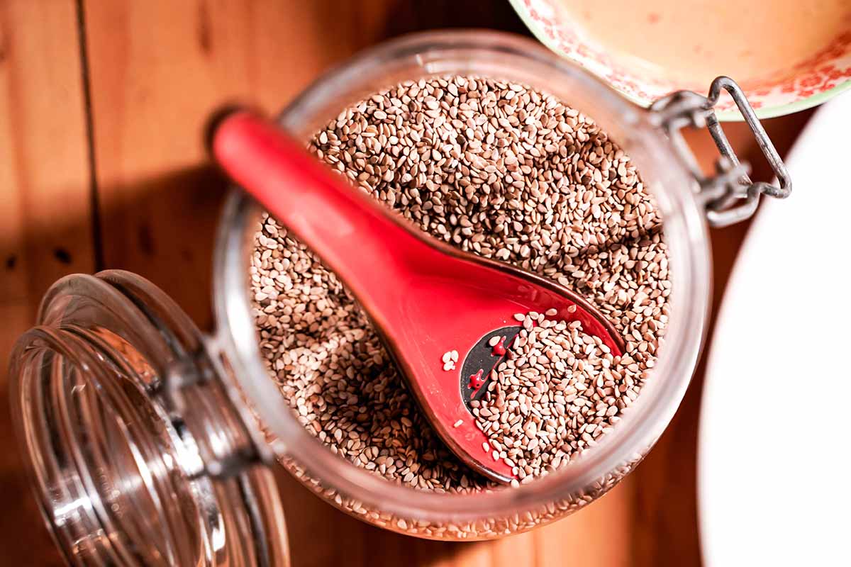 A close up horizontal image of a jar filled with brown sesame seeds and a red spoon.