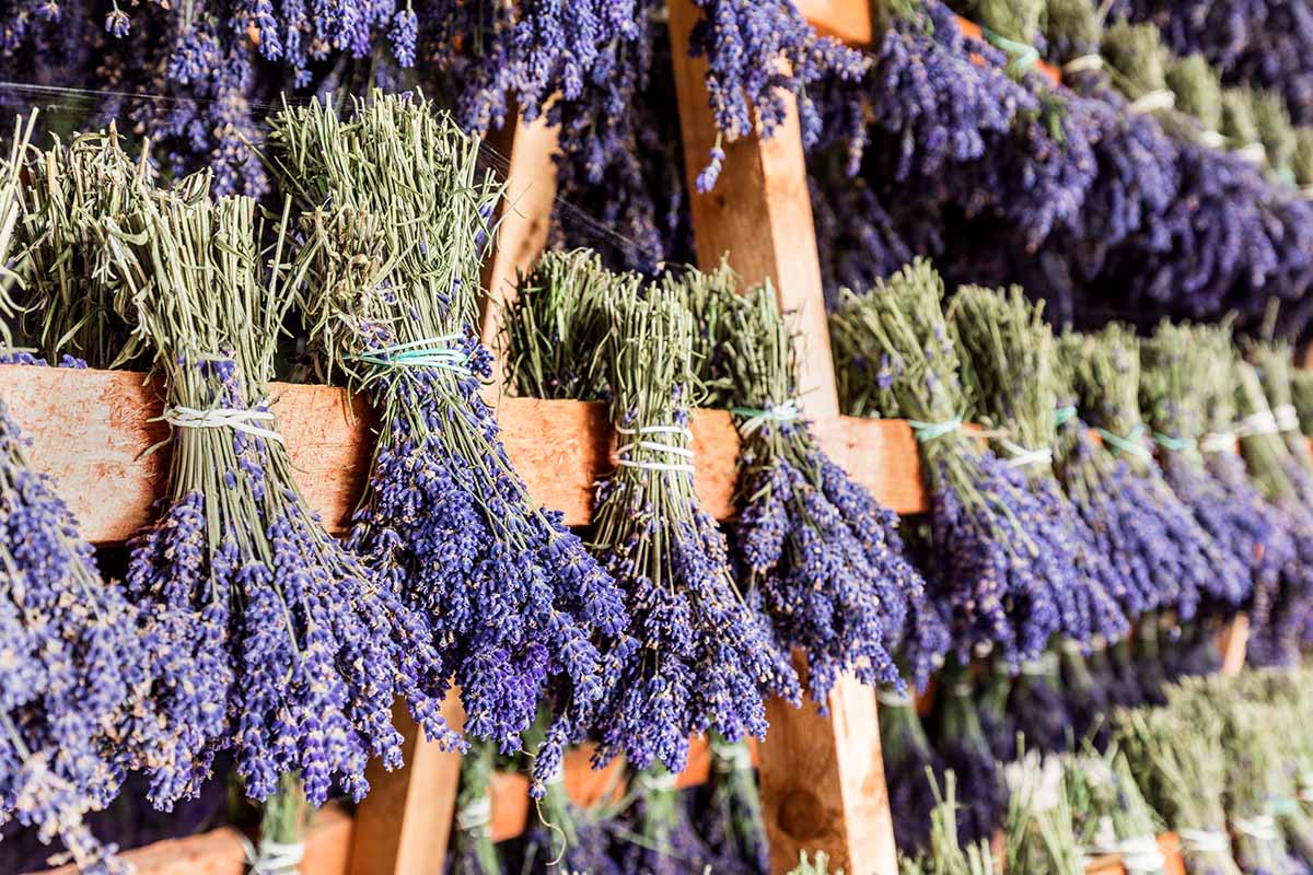 A close up horizontal image of bunches of lavender hanging on wooden ladders to dry.