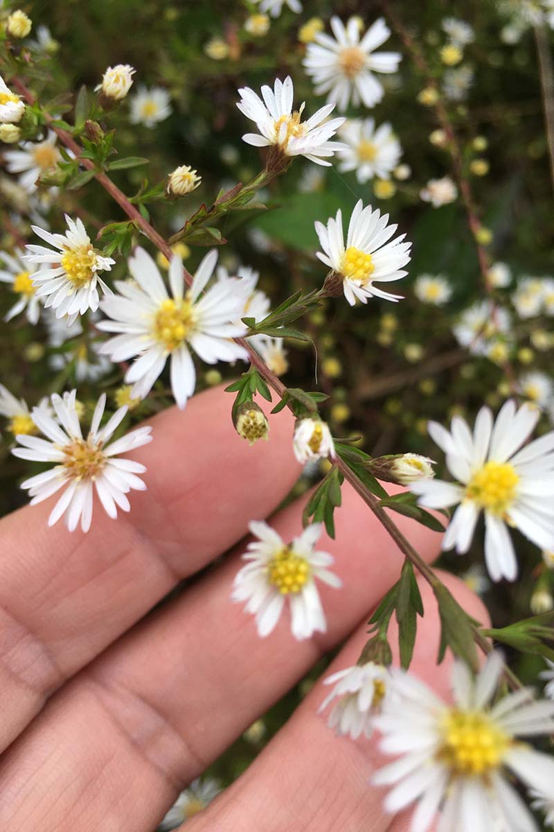 A close up vertical image of a hand from the bottom of the frame touching a stem of white bushy aster (Symphyotrichum dumosum) flowers.