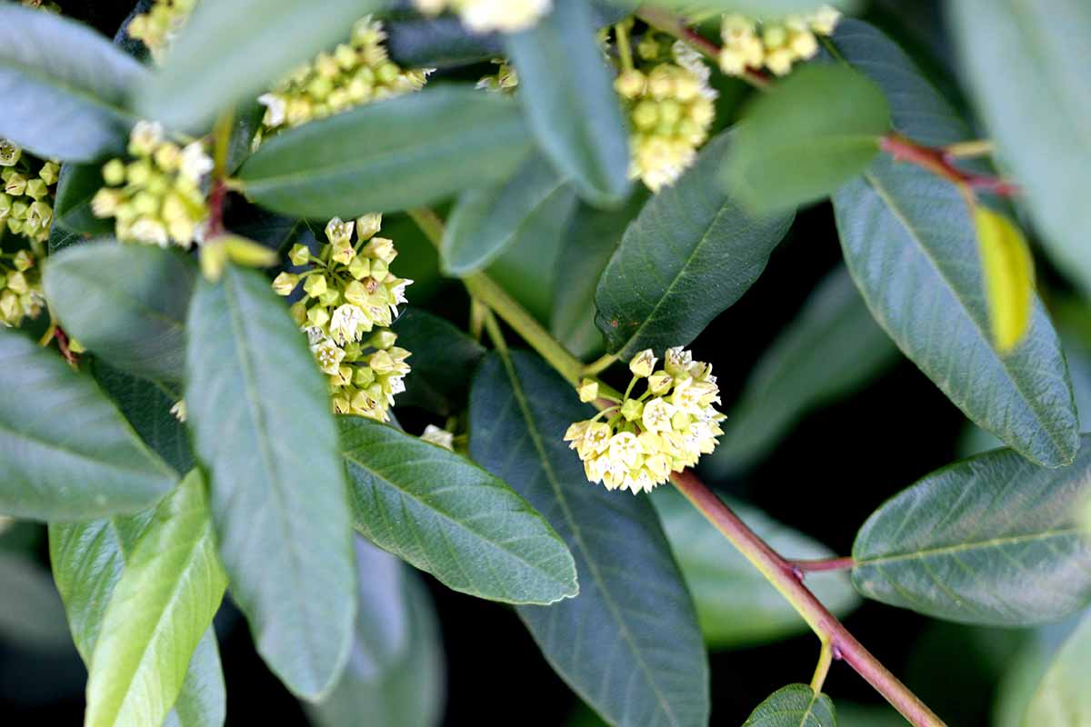 A close up horizontal image of flowers of the California coffeeberry (Frangula californica) growing in the garden.