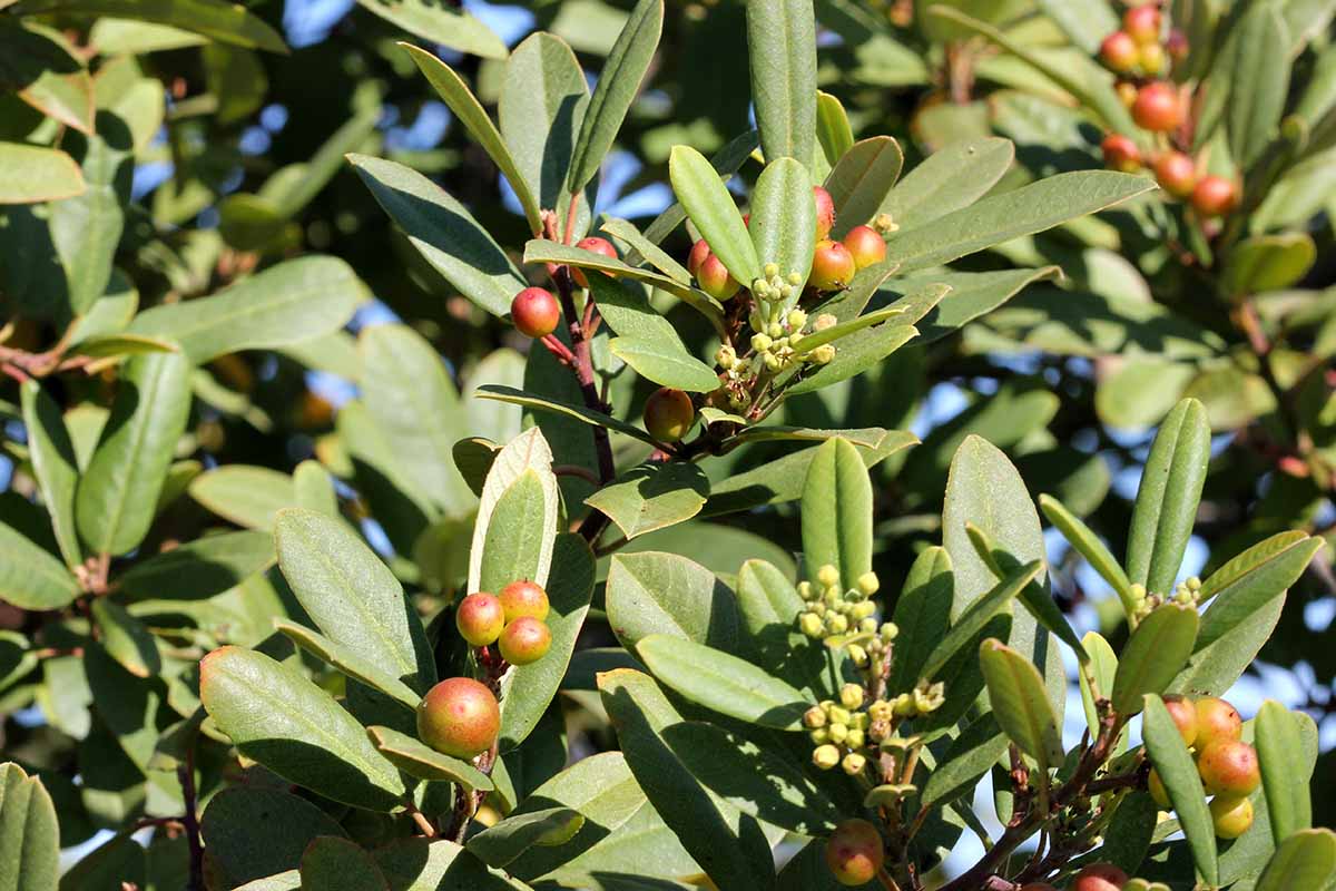 A close up horizontal image of the buds and berries of California coffeeberry (Frangula californica) growing in the garden pictured in bright sunshine.