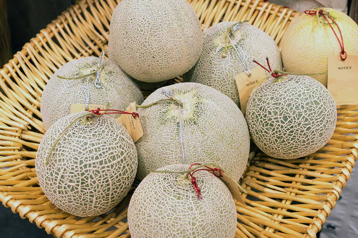 A close up horizontal image of freshly harvested muskmelons set in a wicker basket.