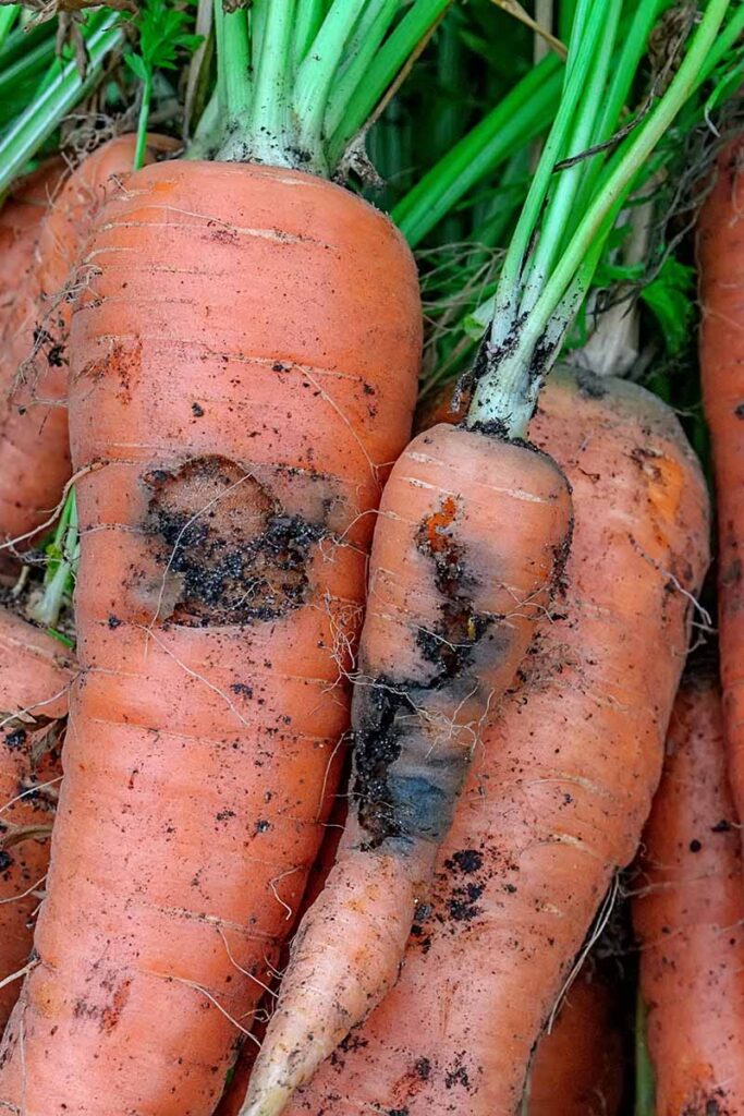 sow bugs eating carrot seedlings