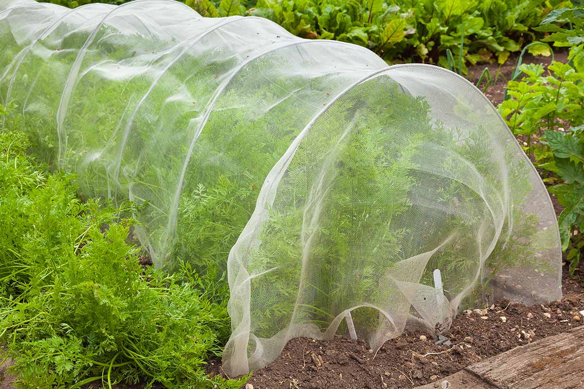 A horizontal image of a row of carrots growing in the garden covered with floating row covers to protect them from pests.