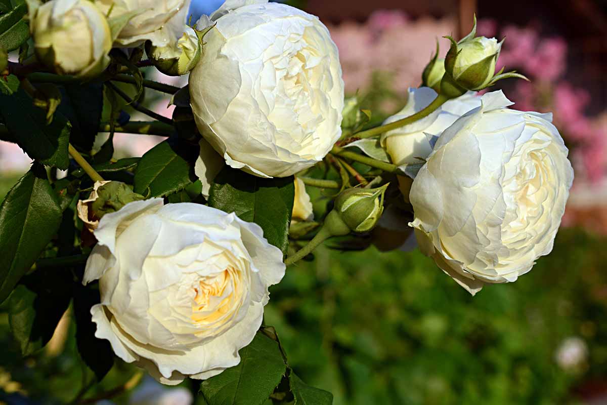 A close up horizontal image of 'Claire Austin' roses growing in the garden pictured on a soft focus background.