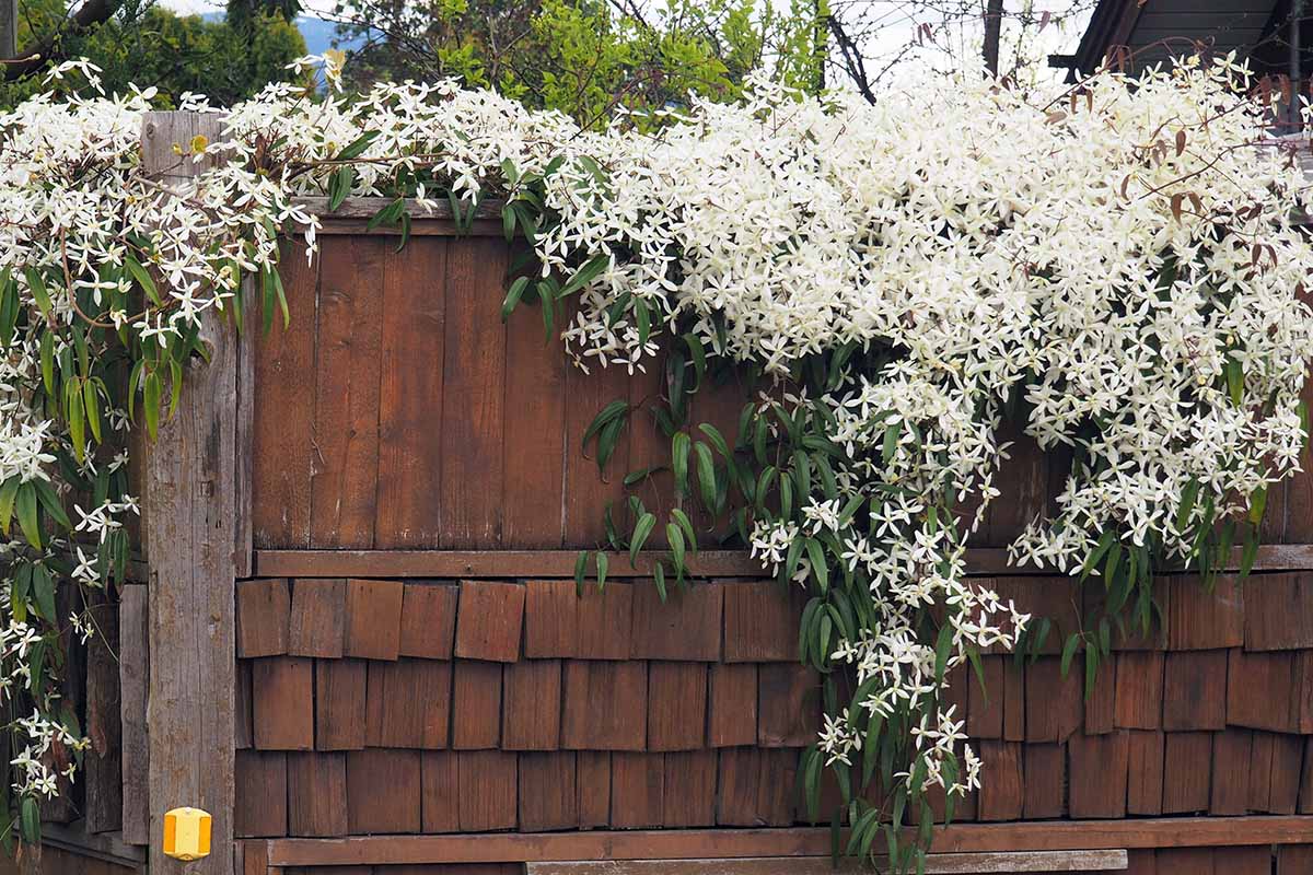 A horizontal image of white Clematis armandii flowers growing on a wooden fence spilling over each side with an abundance of blossoms.