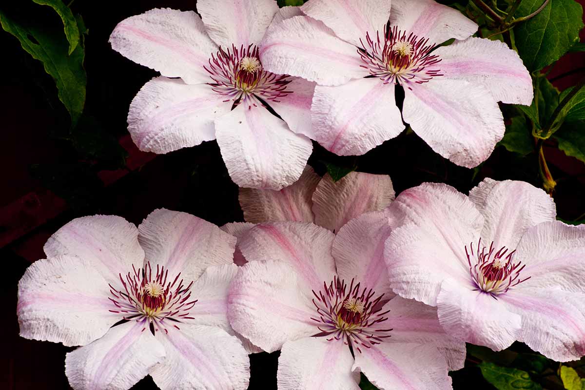 A close up horizontal image of light pink 'Pink Fantasy' clematis flowers pictured on a soft focus background.