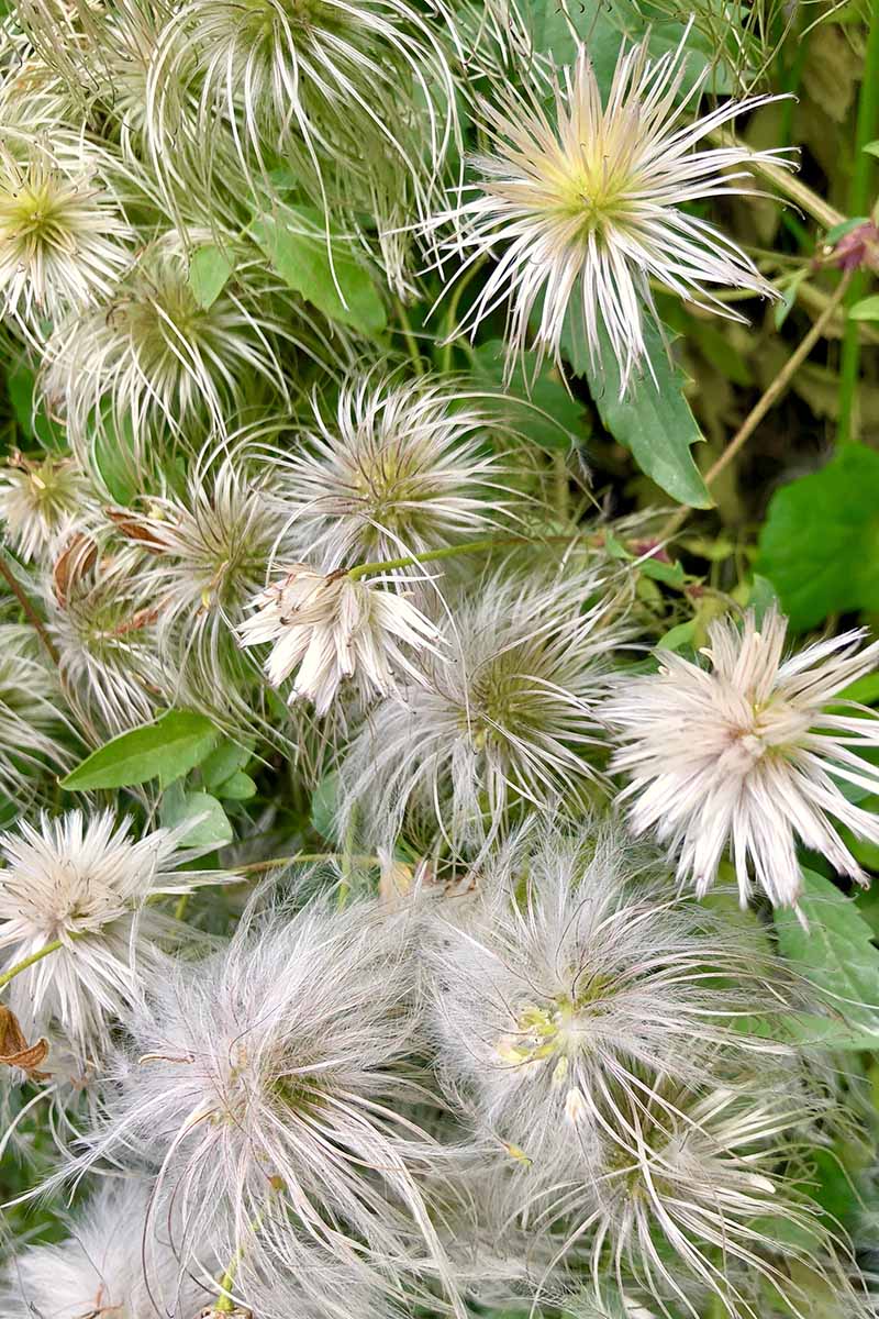 A close up vertical image of the soft fuzzy seed heads of a clematis vine.