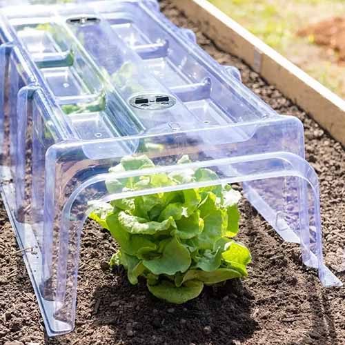 A close up square image of plastic cloche row covers for cold weather protection of vegetables.