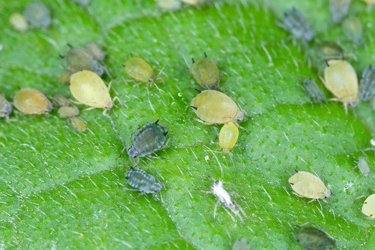 A close up horizontal image of aphids infesting a green leaf.