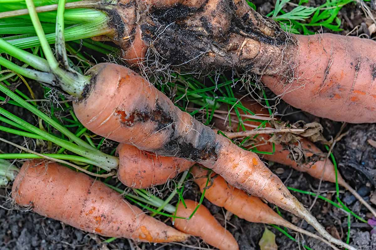 A close up horizontal image of freshly pulled carrots showing damage from pests.
