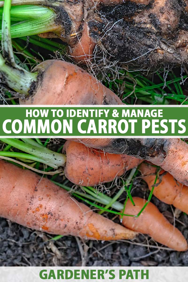 A close up vertical image of freshly harvested carrots that have been damaged by pests and disease. To the center and bottom of the frame is green and white printed text.