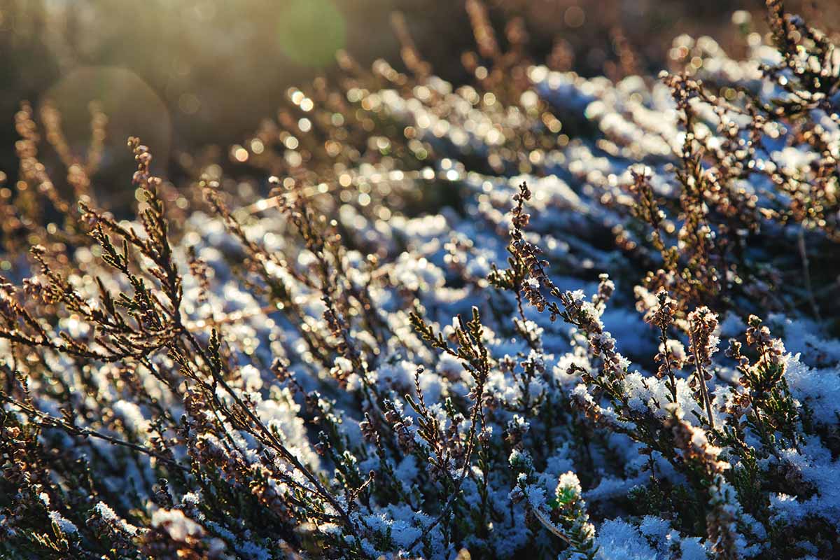 A close up horizontal image of heather growing in the garden with a light covering of snow pictured in evening sunshine.