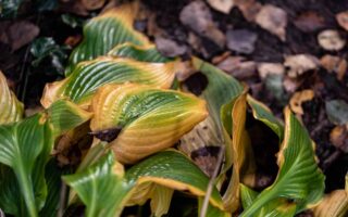 A close up horizontal image of a diseased hosta plant growing in the garden with yellow, wilting foliage.