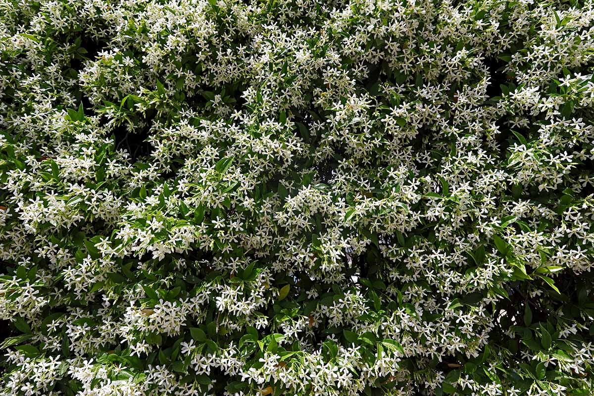 A close up horizontal image of a large jasmine plant covered in white flowers.
