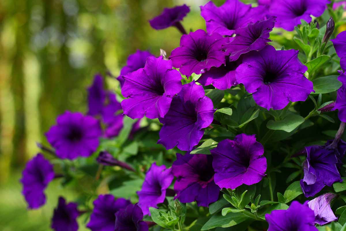 A close up horizontal image of purple petunia flowers growing in a container pictured on a soft focus background.