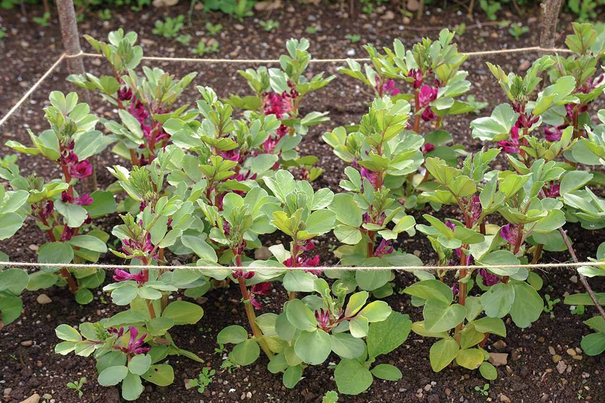 A close up horizontal image of rows of crimson flowered fava bean plants growing in the garden.