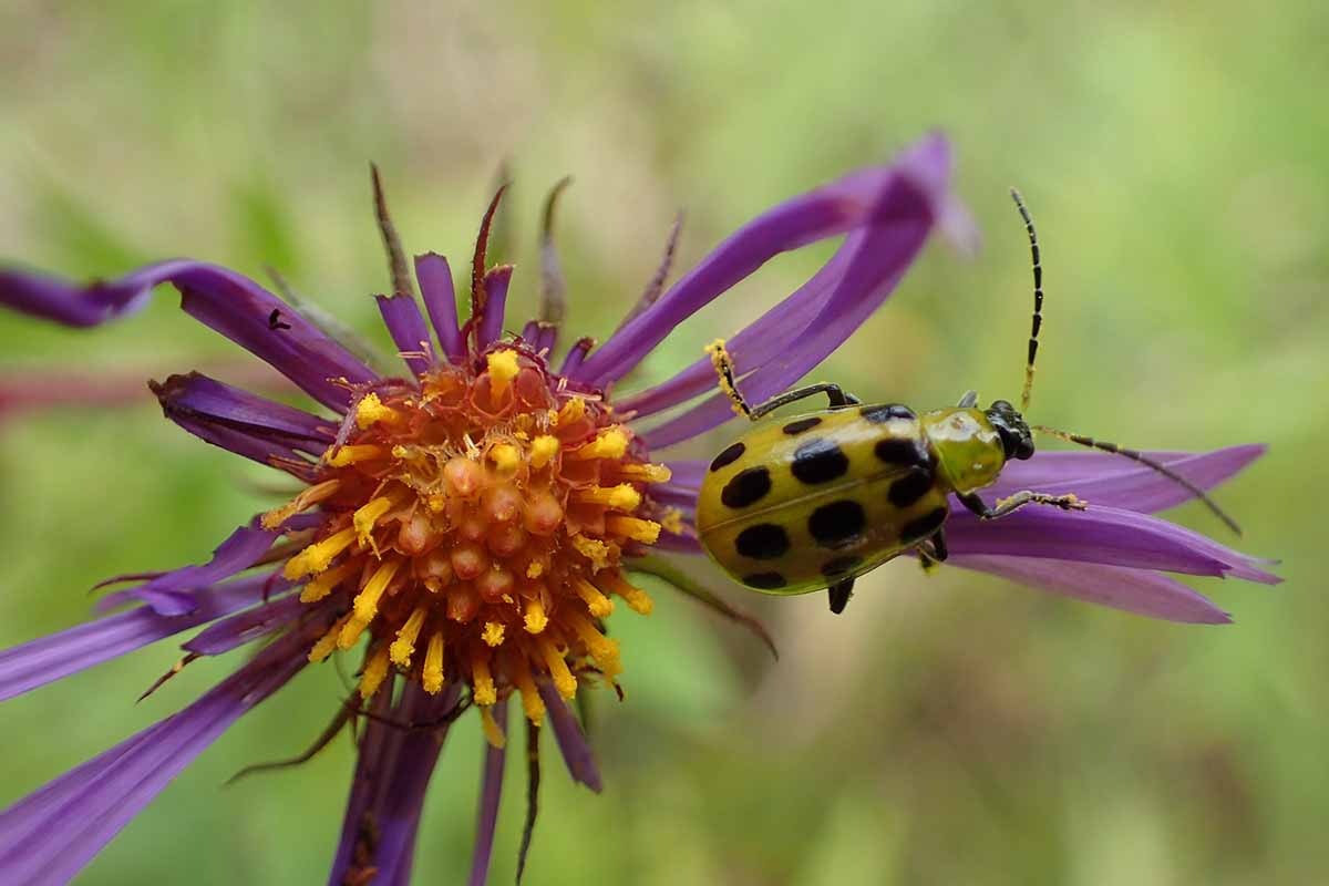 A close up horizontal image of a cucumber beetle on a purple flower pictured on a soft focus background.