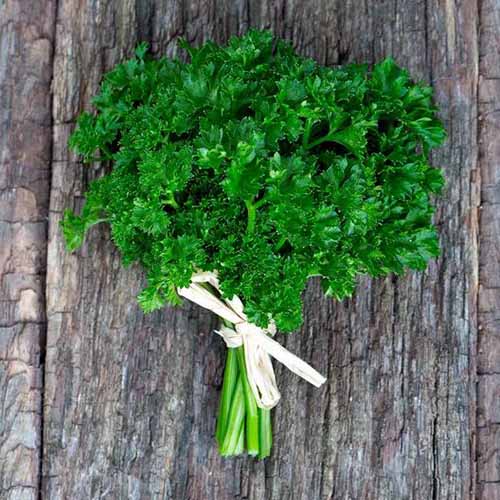 A close up square image of a bunch of curly parsley set on a wooden surface.