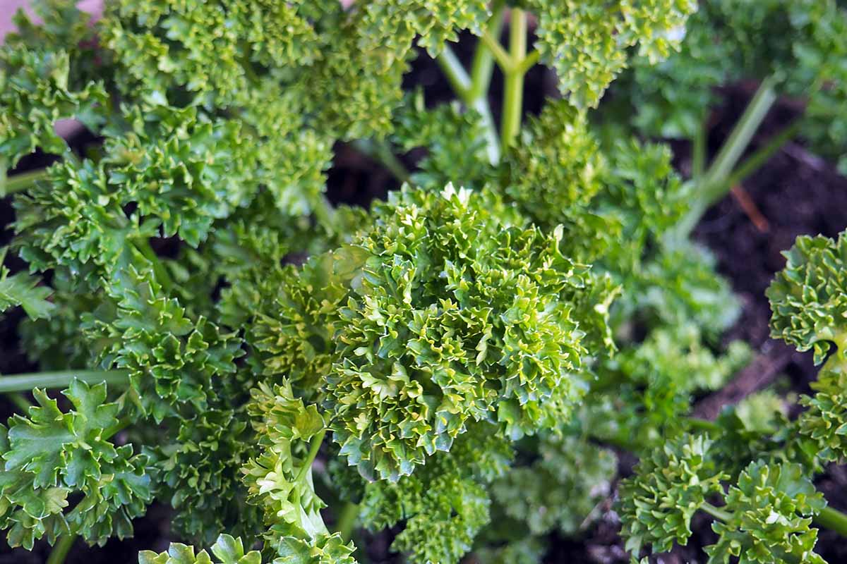 A close up horizontal image of the foliage of curly parsley growing in a container.