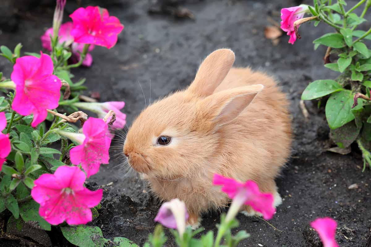 A close up horizontal image of a cute fluffy rabbit munching on pink flowers in the garden.