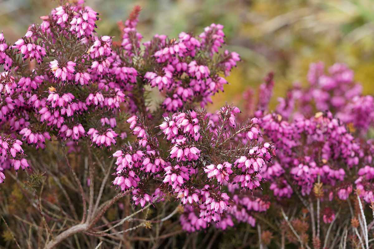 A close up horizontal image of the pink flowers of 'Darley Dale' heather growing in the garden.