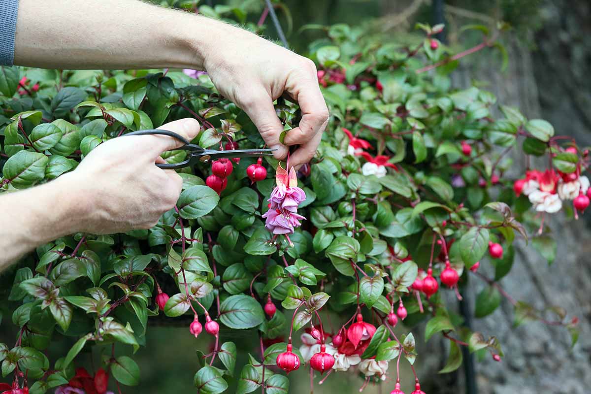 A close up horizontal image of a gardener deadheading spent fuchsia flowers from a large plant.