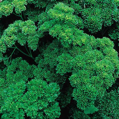 A close up square image of 'Double Curled' curly parsley growing in the garden.