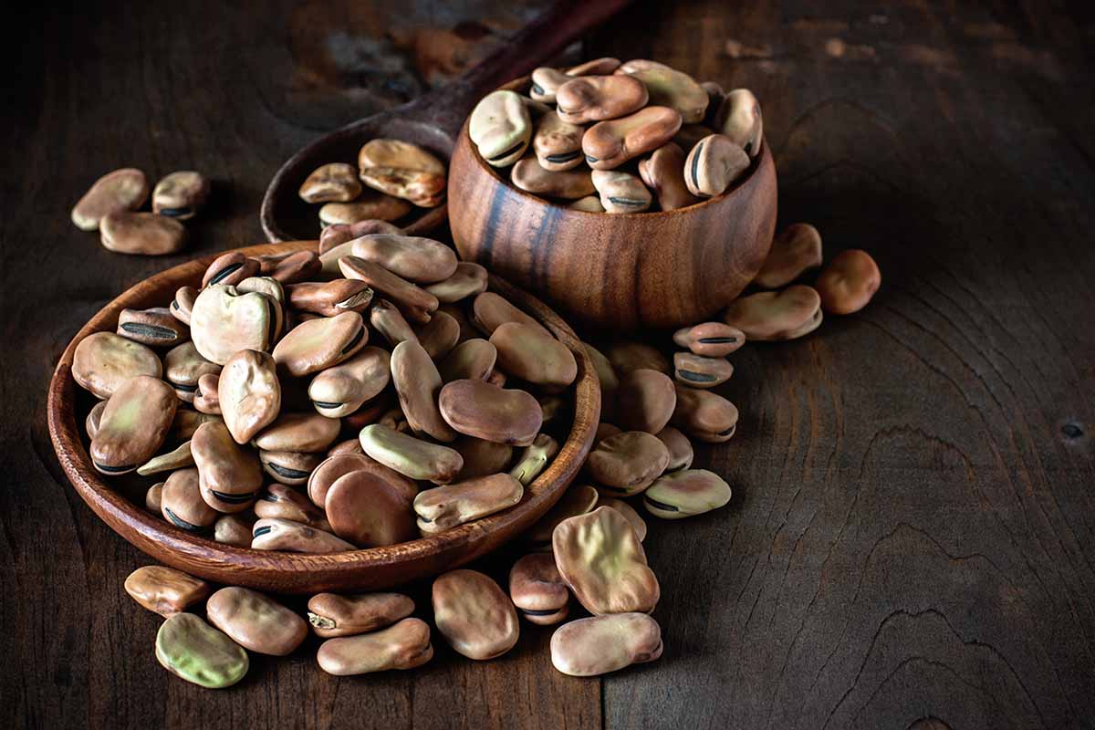 A close up horizontal image of dried fava beans in wooden bowls set on a rustic wooden surface.
