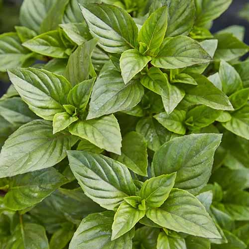 A close up square image of Thai basil growing in the garden.