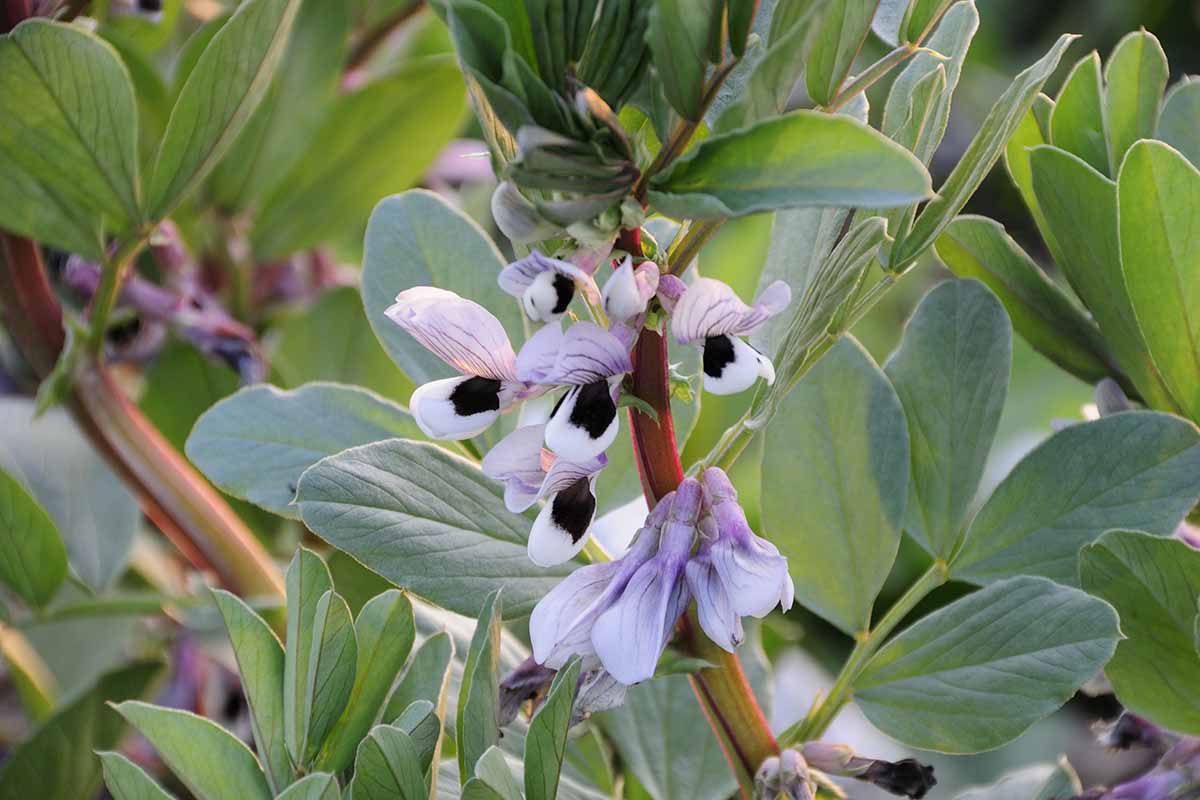 A close up horizontal image of the flowers of a fava plant growing in the garden.