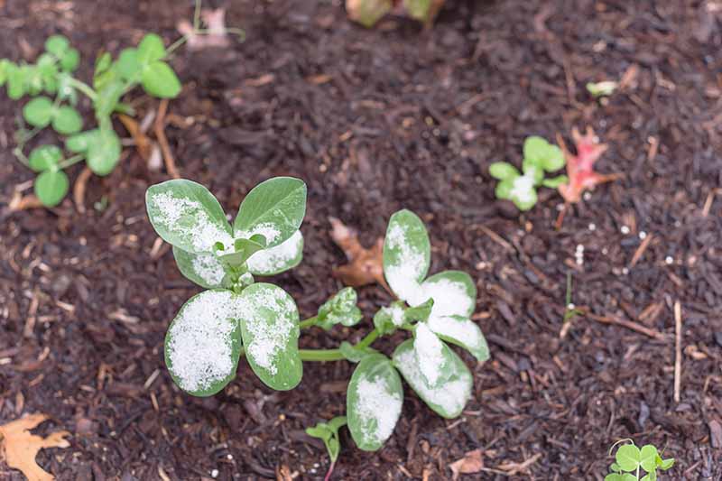 A close up horizontal image of seedlings growing in the garden covered in a light dusting of frost.