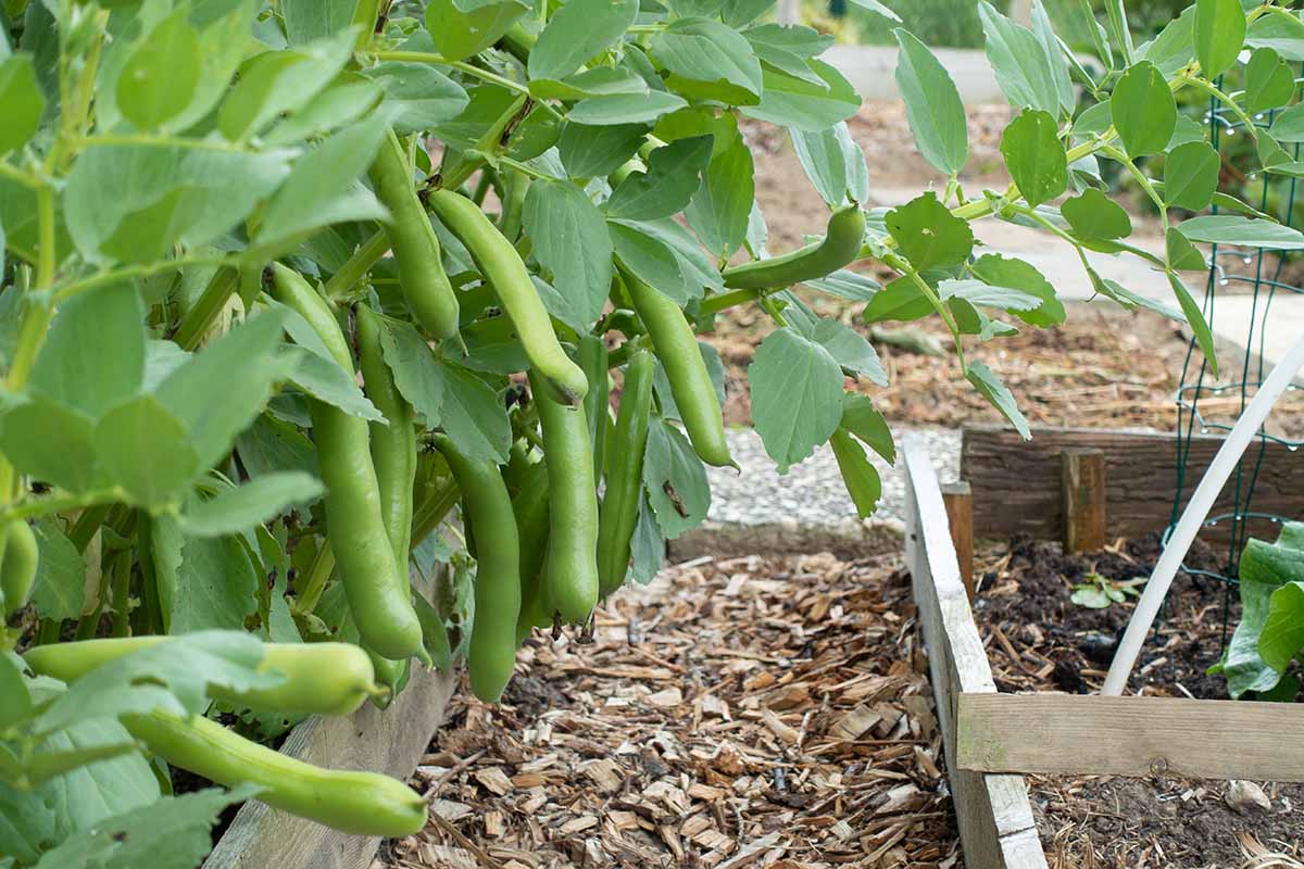 A close up horizontal image of broad beans growing in raised beds with plump pods ready to harvest.