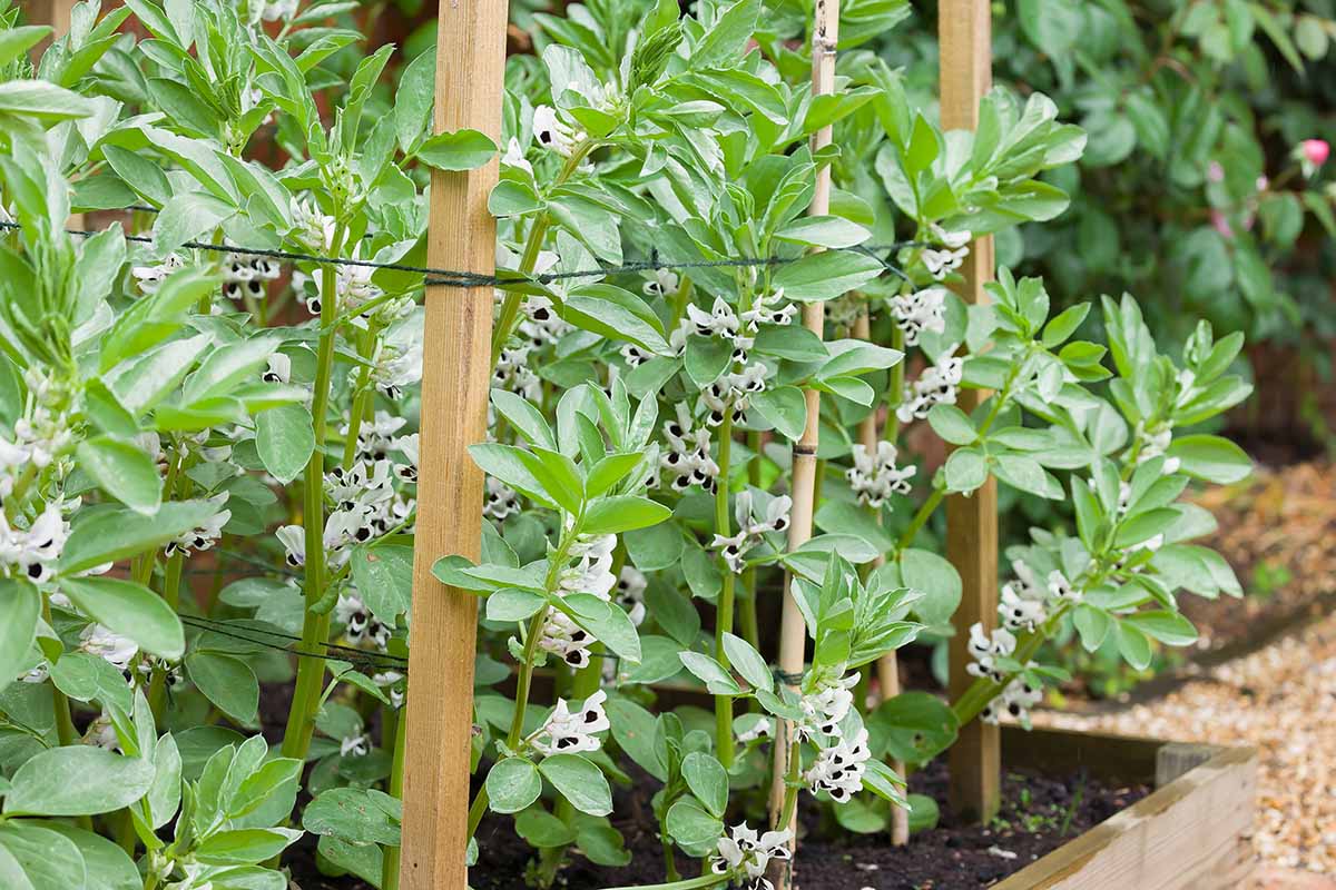 A close up horizontal image of fava bean plants in flower growing in a raised bed garden supported by wooden trellis.