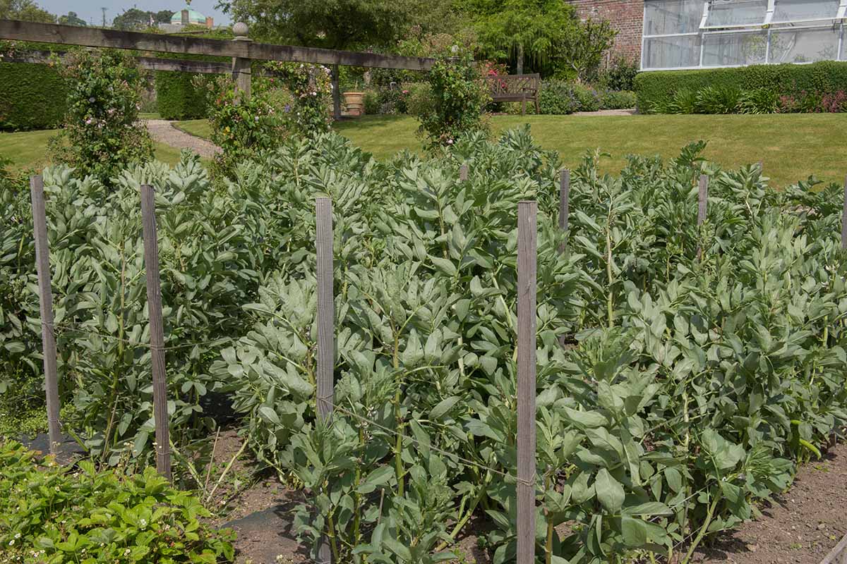A close up horizontal image of rows of fava plants growing in the backyard.