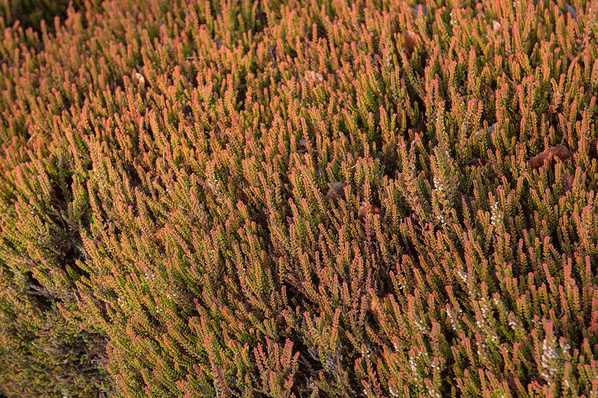 A close up horizontal image of 'Firefly' heather growing in a vast swath in the garden.