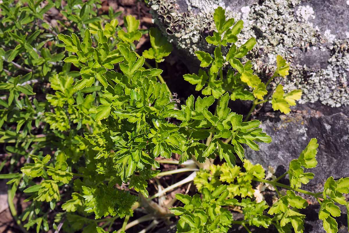 A close up horizontal image of flat leaf parsley growing in a rocky location in the garden pictured in light sunshine.