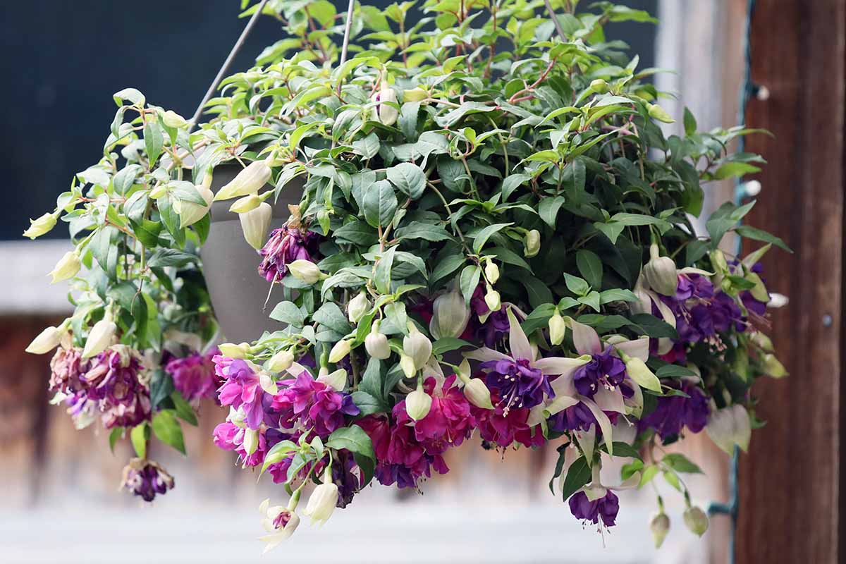 A close up horizontal image of a fuchsia plant in full bloom growing in a hanging basket.