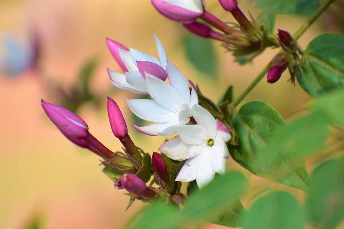 A close up horizontal image of pink and white jasmine flowers pictured on a soft focus background.