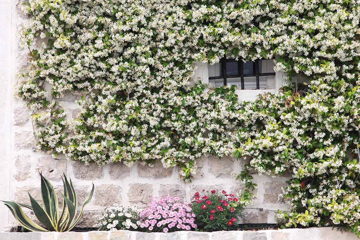 A close up horizontal image of jasmine vines growing on a stone wall around a window with a flower bed at the bottom of the frame.