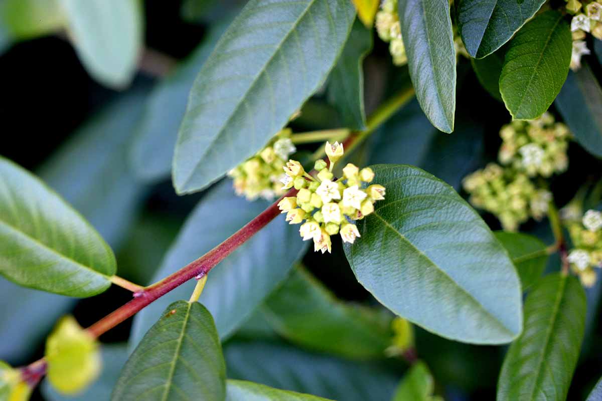 A close up horizontal image of the small insignificant flowers of the California coffeeberry (Frangula californica) with deep green foliage in the background.