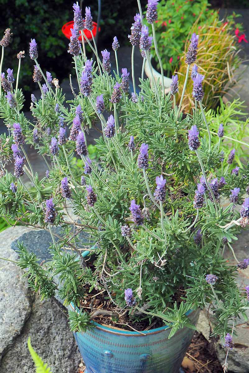 A close up vertical image of French lavender growing in a ceramic pot.