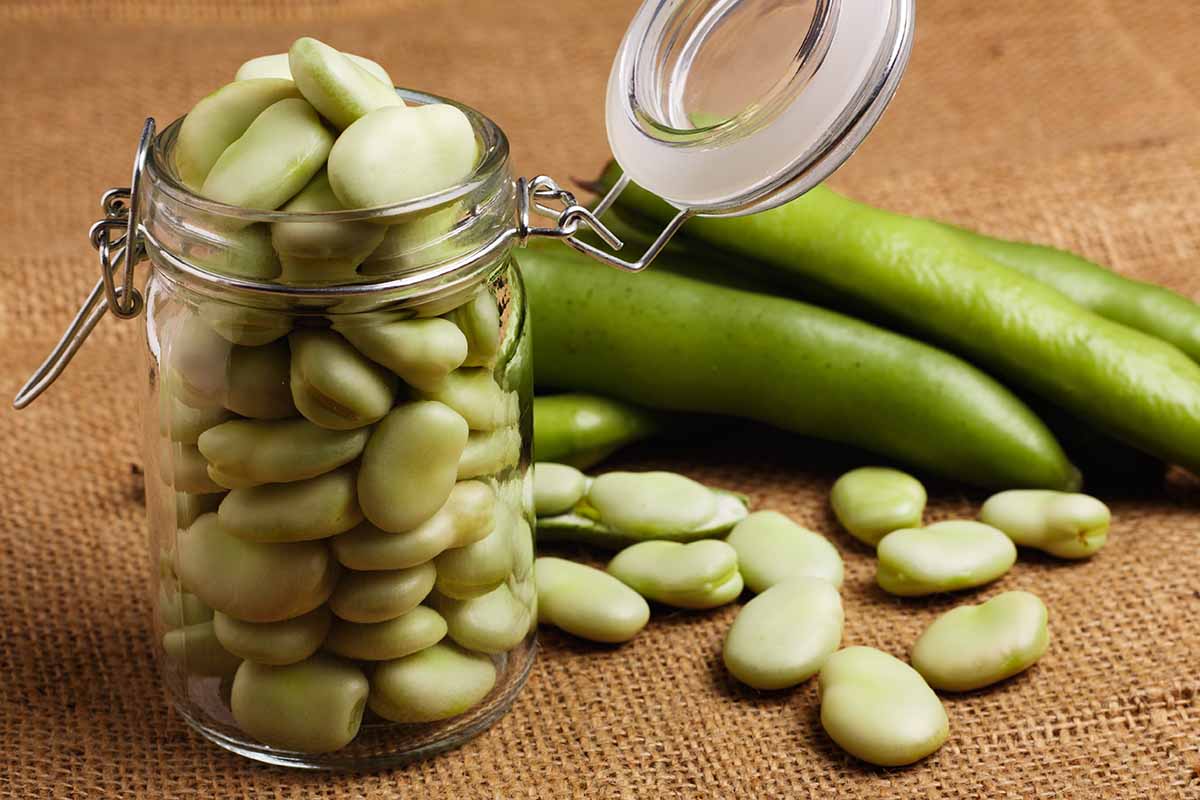 A close up horizontal image of shelled favas in a jar with pods in the background.