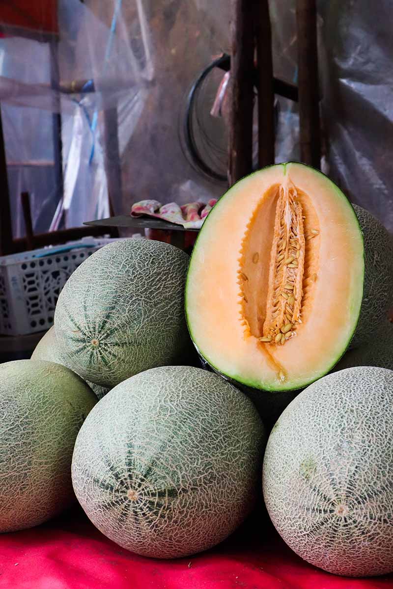 A close up vertical image of a pile of freshly harvested muskmelons with one cut in half on the top.