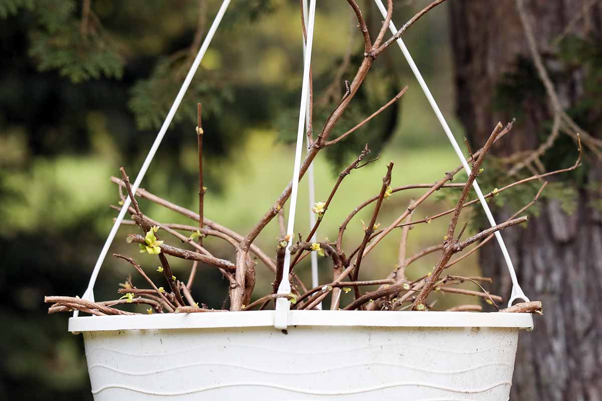A close up horizontal image of a plant in a hanging basket showing new spring growth on otherwise dead-looking stems.