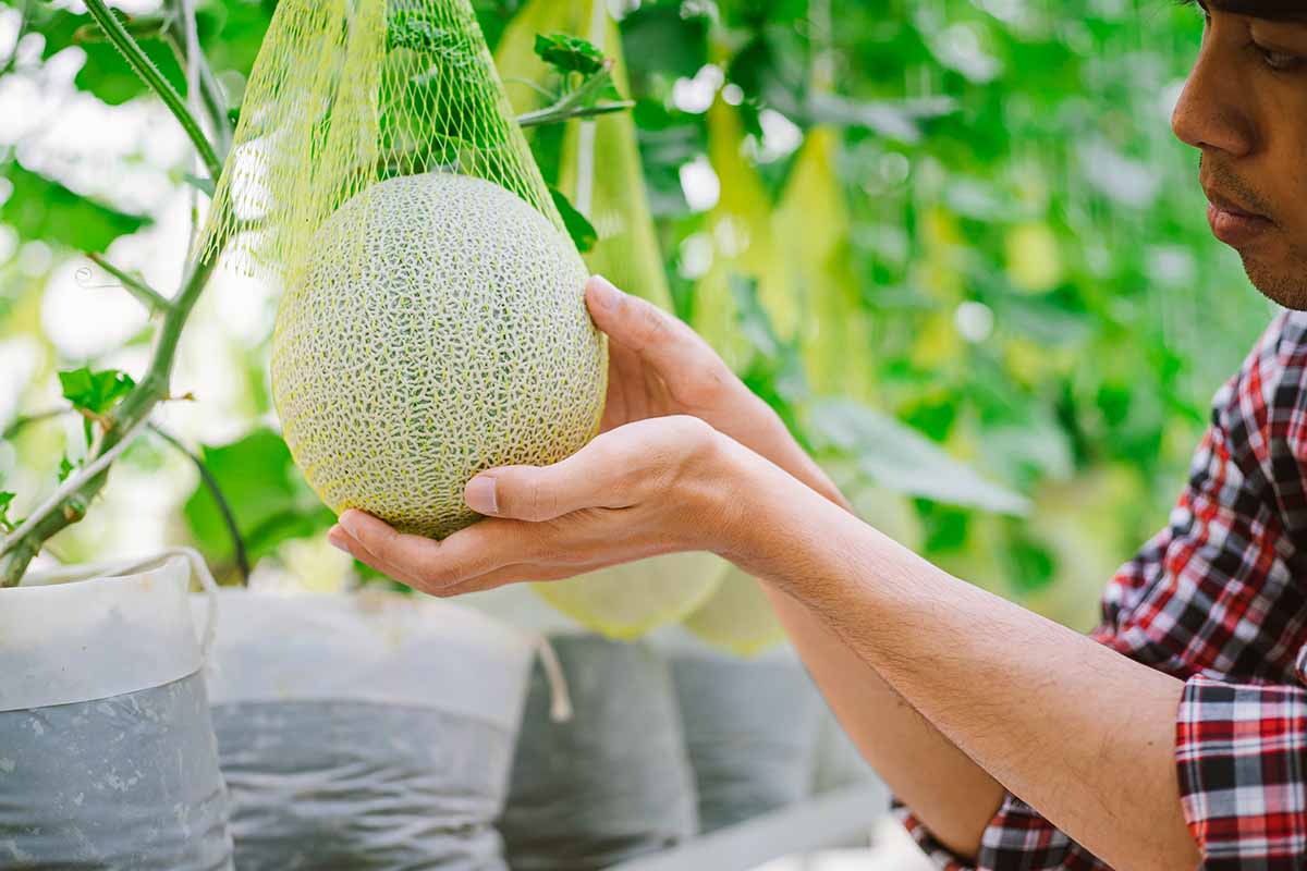 A close up horizontal image of a gardener inspecting a muskmelon growing on the vine supported by a plastic mesh.